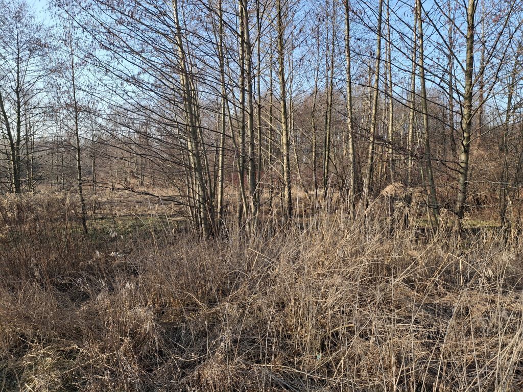 Działka o pow. 8900 m²  Radziejowice-Parcel — zdjęcie 2