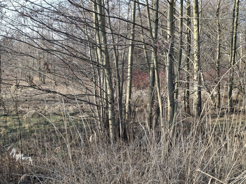 Działka o pow. 8900 m²  Radziejowice-Parcel — zdjęcie 4