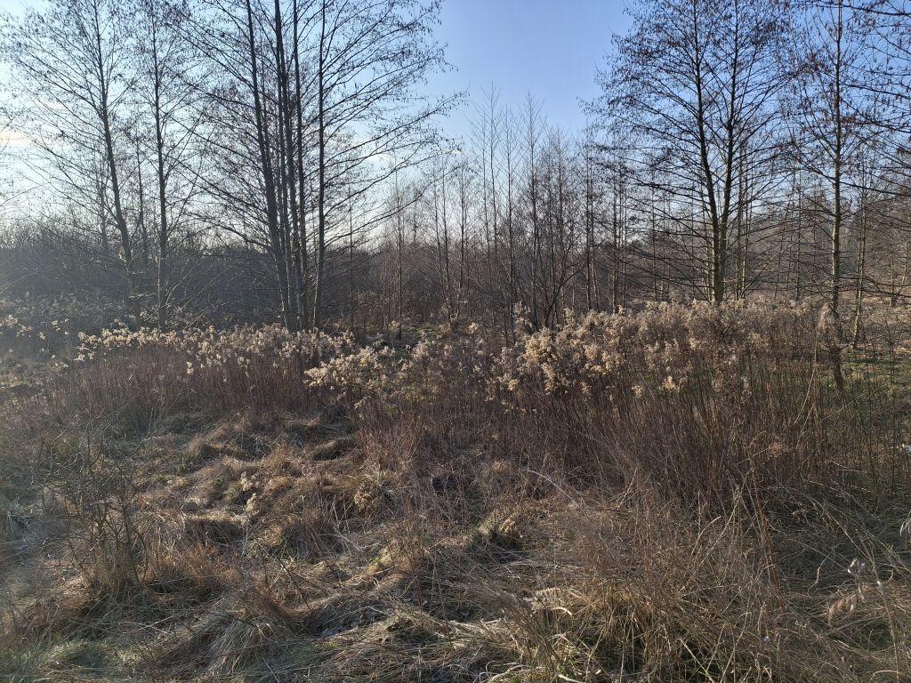 Działka o pow. 8900 m²  Radziejowice-Parcel — zdjęcie 5