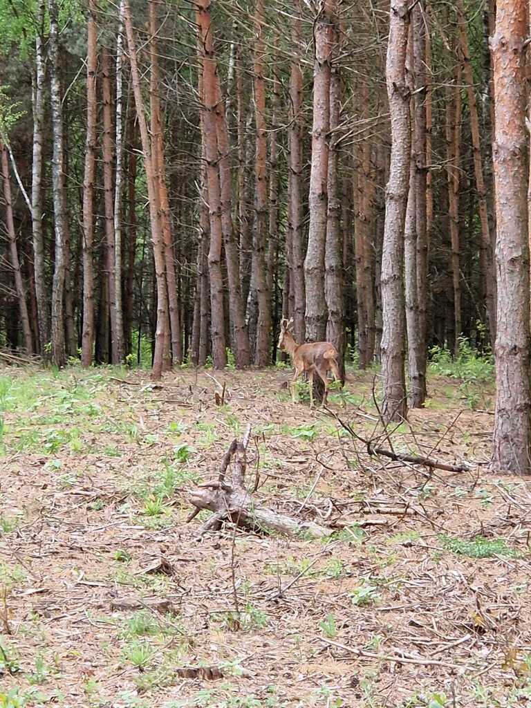 Prywatny azyl blisko Warszawy – działka 900m² — zdjęcie 4