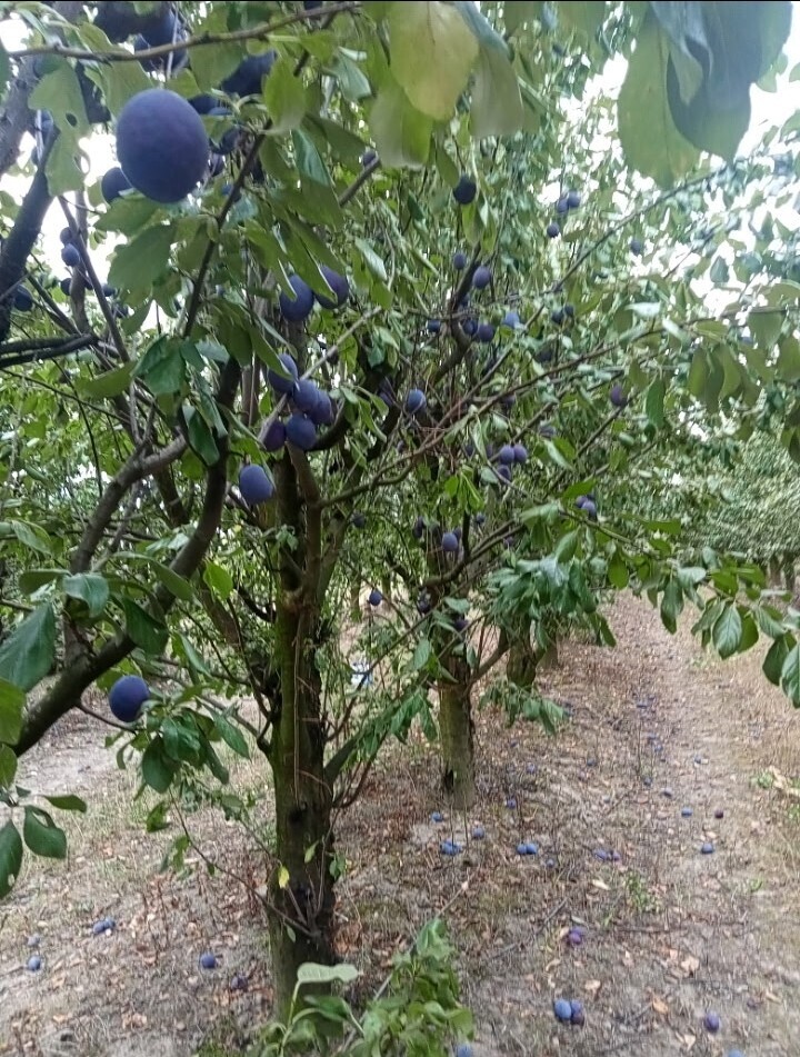 Gospodarstwo sadownicze 6,86 ha Franciszków — zdjęcie 11
