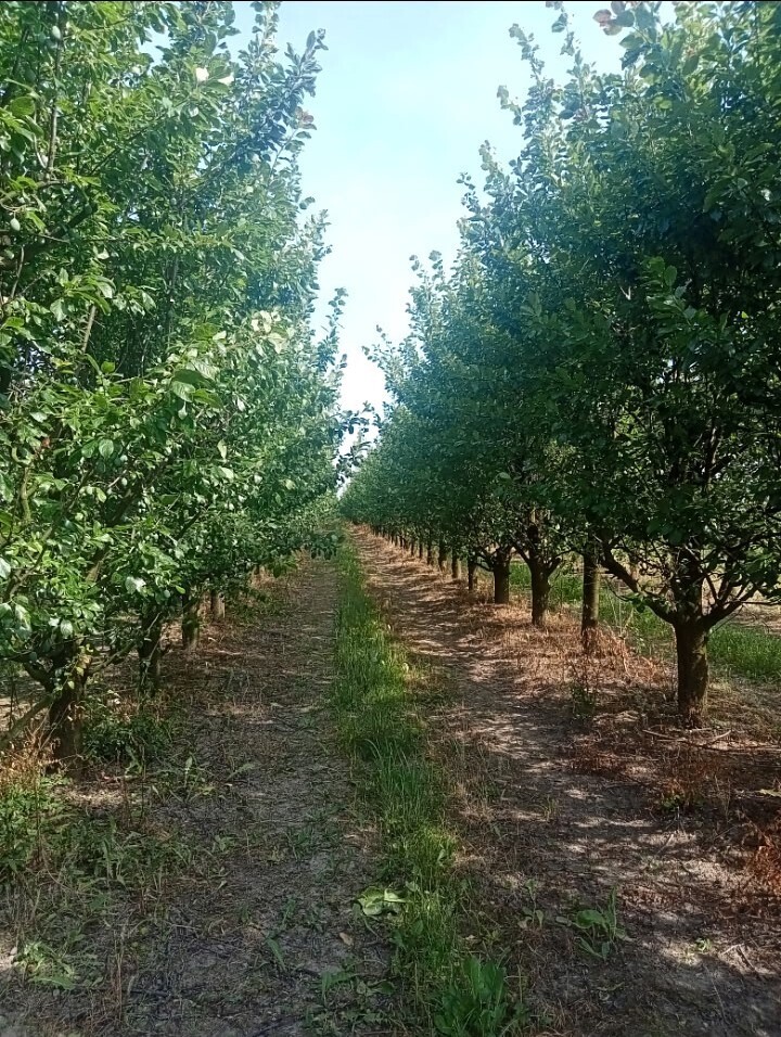 Gospodarstwo sadownicze 6,86 ha Franciszków — zdjęcie 10