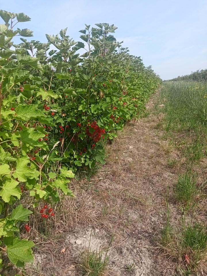 Gospodarstwo sadownicze 6,86 ha Franciszków — zdjęcie 15