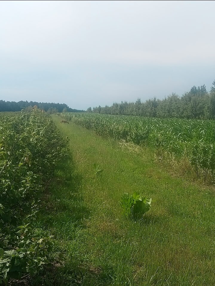 Gospodarstwo sadownicze 6,86 ha Franciszków — zdjęcie 13