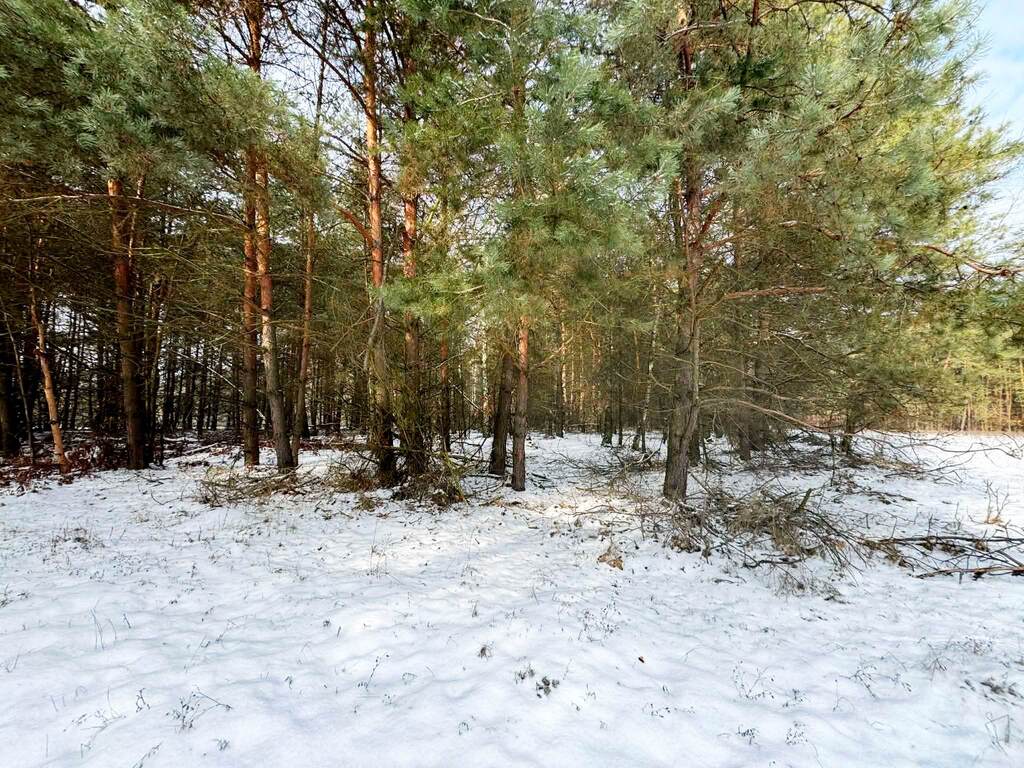 Na sprzedaż ponad hektar  lasu – Baranów /lubelski