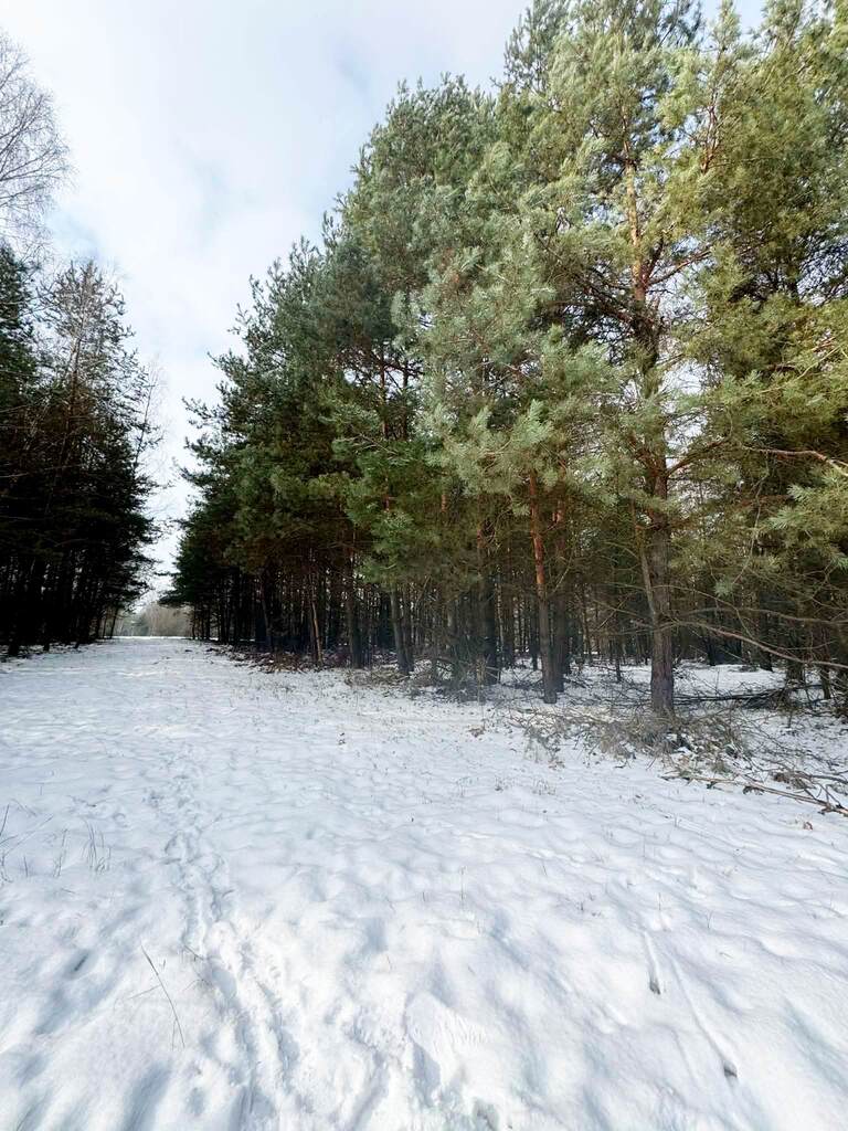 Na sprzedaż ponad hektar  lasu – Baranów /lubelski — zdjęcie 2