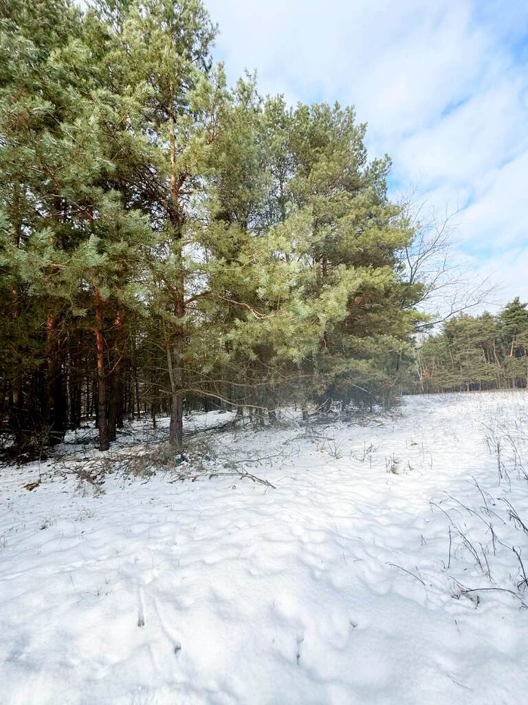 Na sprzedaż ponad hektar  lasu – Baranów /lubelski — zdjęcie 3
