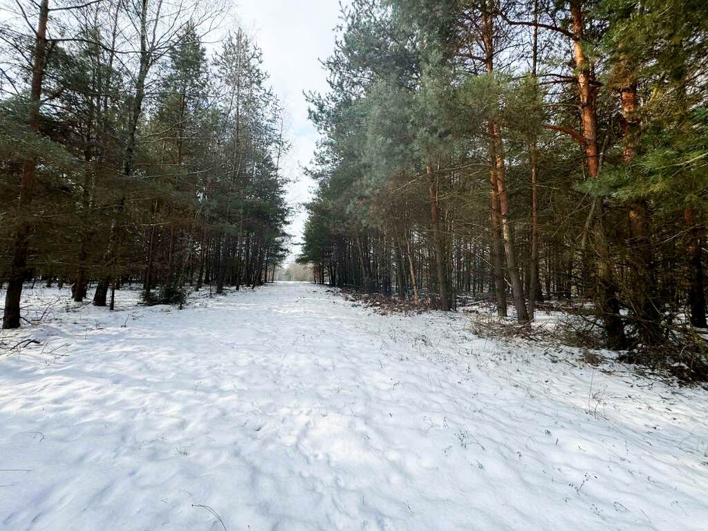 Na sprzedaż ponad hektar  lasu – Baranów /lubelski — zdjęcie 4