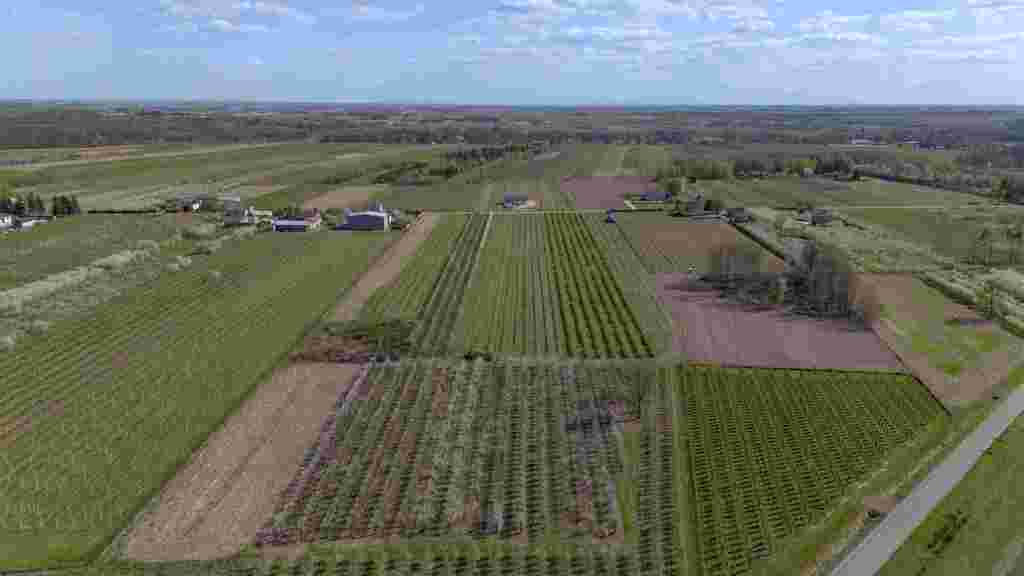 Gospodarstwo sadownicze 6,86 ha Franciszków — zdjęcie 8