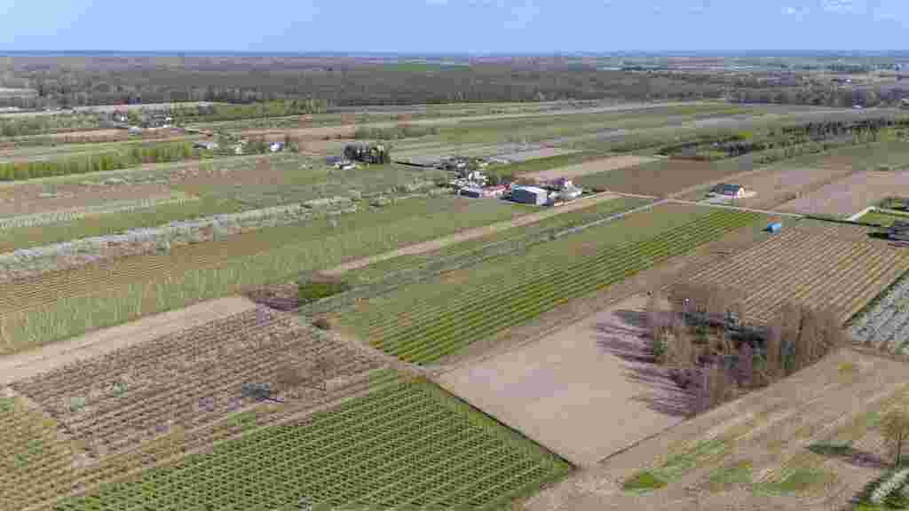Gospodarstwo sadownicze 6,86 ha Franciszków — zdjęcie 9