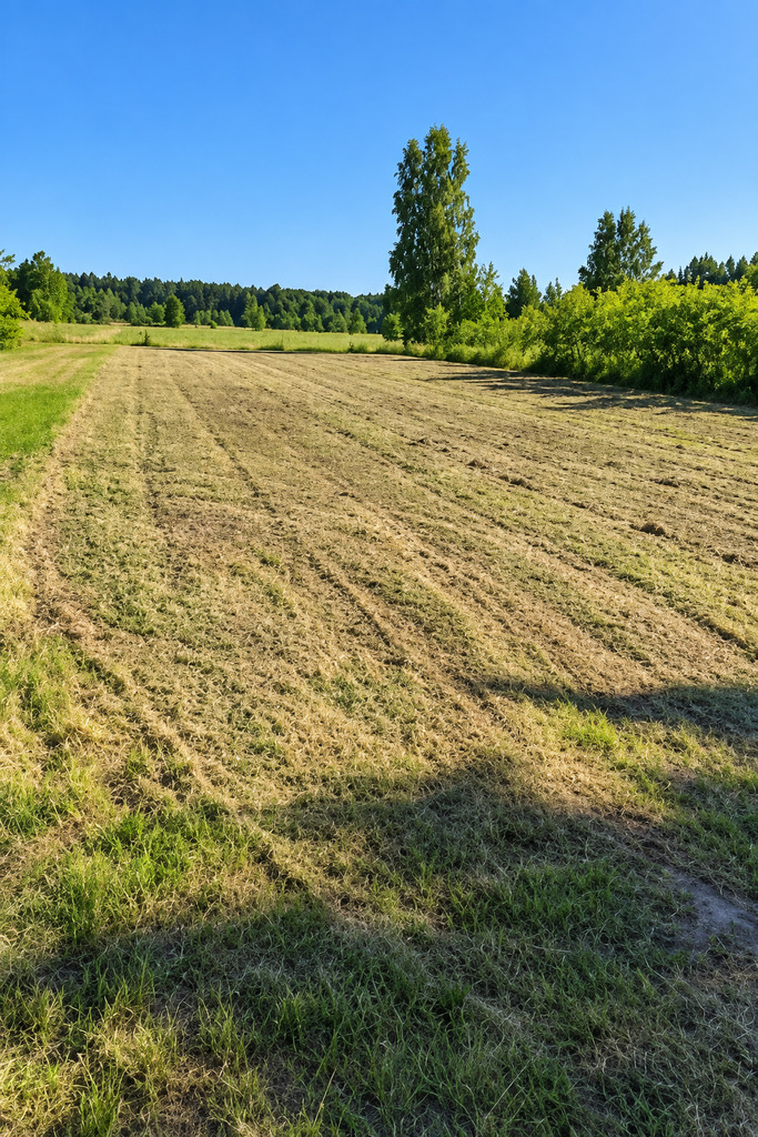Borzęcin Duży | 3094 m² | 1MNW | działka pod dom | 1 249 000 zł - zdjęcie 5